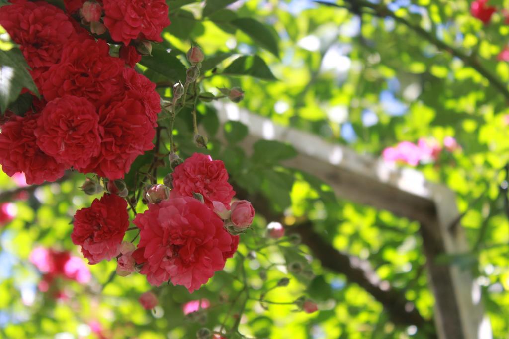 Apart Rose Garden San Martin de los Andes Luaran gambar