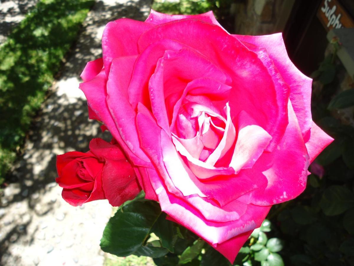 Apart Rose Garden San Martin de los Andes Luaran gambar